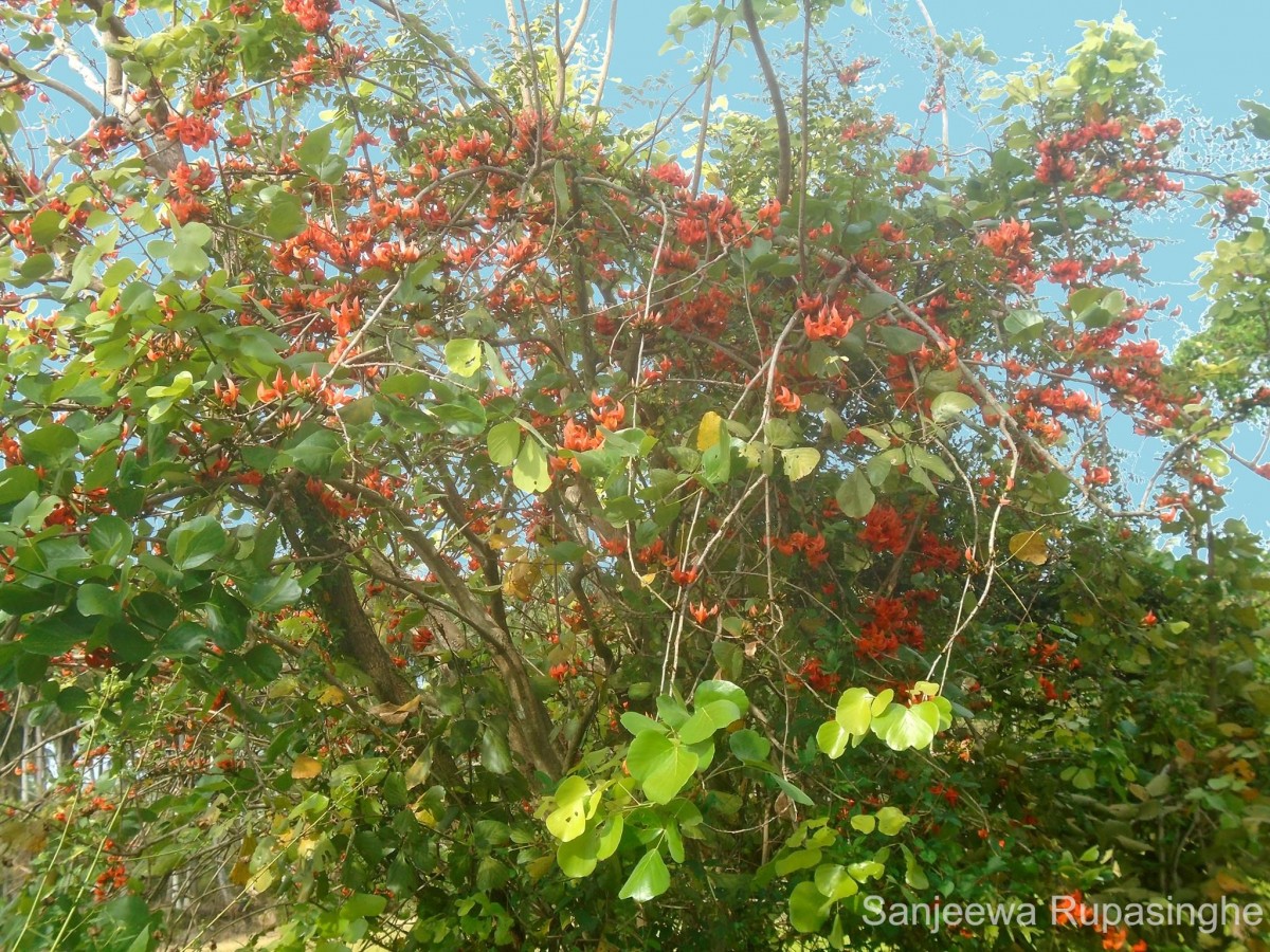 Butea monosperma (Lam.) Kuntze